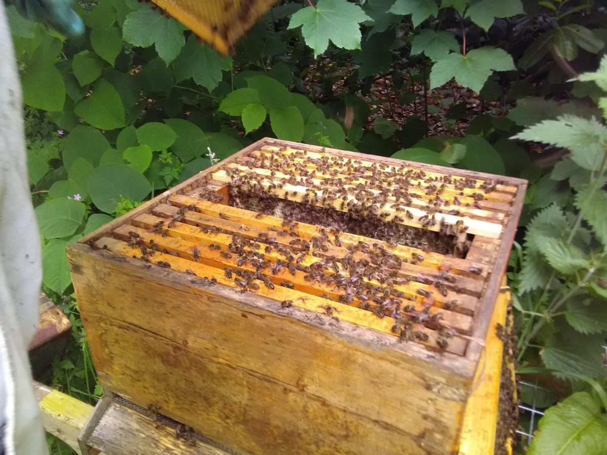 Castletownmoor Clinic & Permaculture Farm Hotel Kells  Bagian luar foto