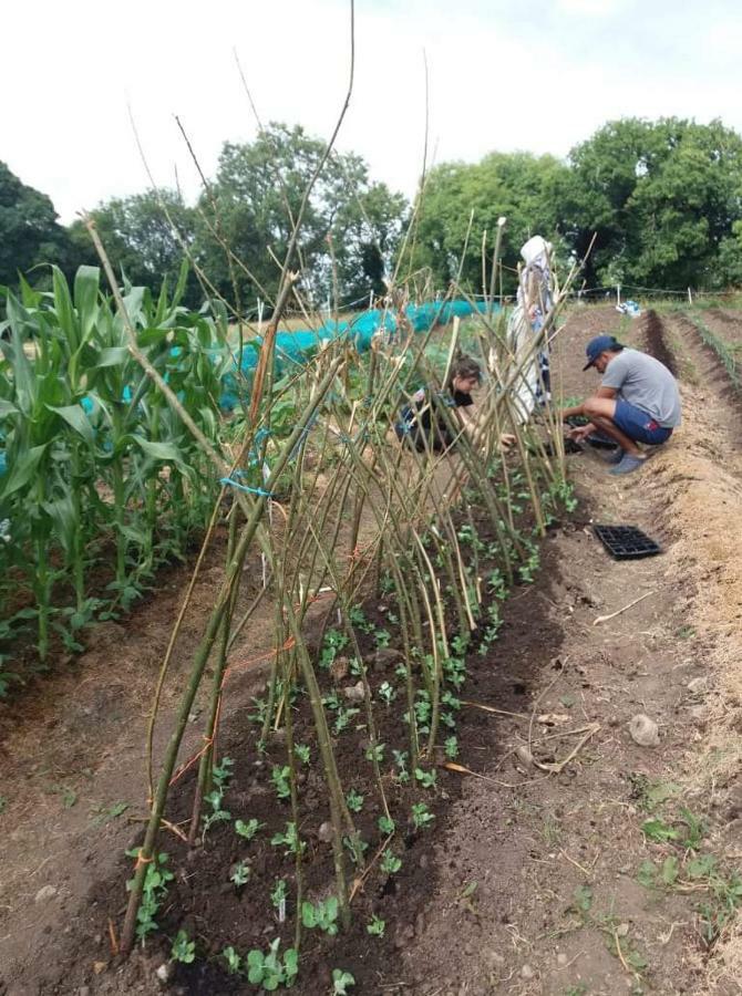Castletownmoor Clinic & Permaculture Farm Hotel Kells  Bagian luar foto